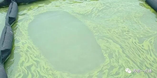 鱼塘水色好坏图片，看鱼塘水色辨水质
