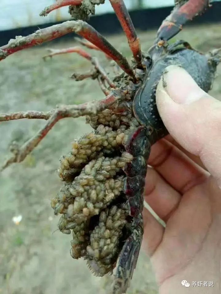 听听老司机给你讲解小龙虾繁殖那点儿事!