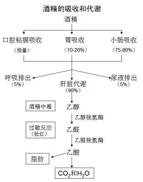酒驾吹气是什么原理_酒驾吹气准不准_酒驾吹气10一20怎么处罚