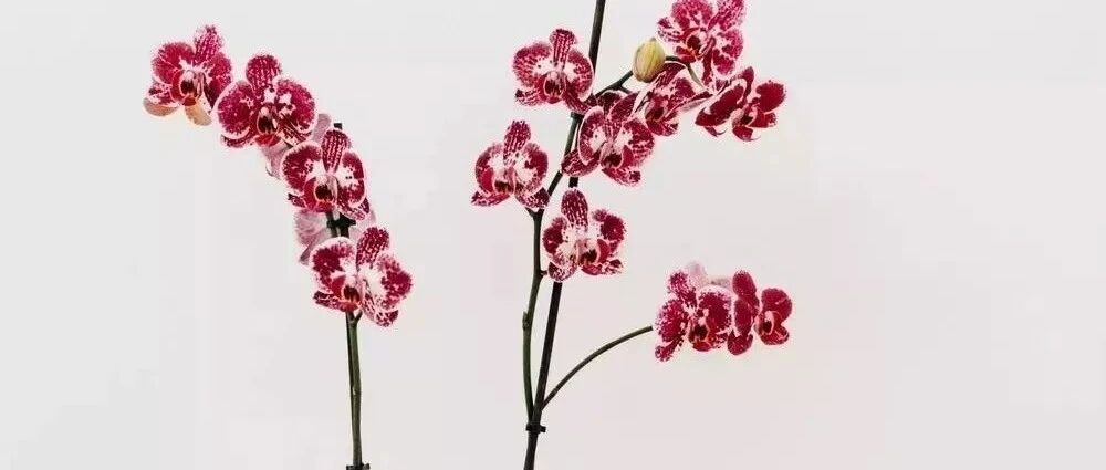 惜命最好的方式，不是养生，而是...惊醒无数人！