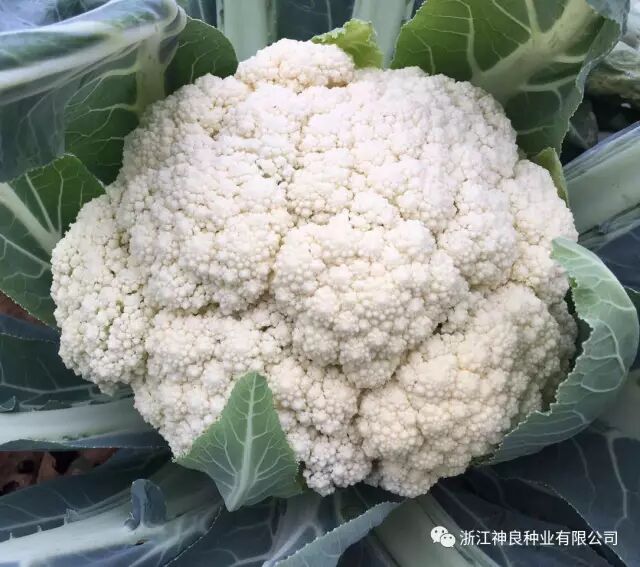 新闻动态 浙江神良种业有限公司 松花菜 花菜 西兰花 菜花种子 有机花菜 青花菜 青梗花菜