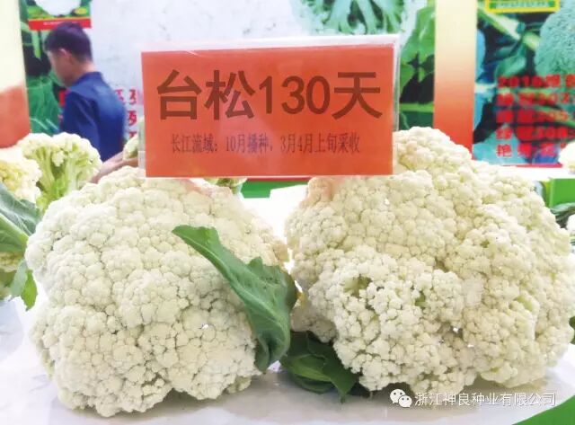 新闻动态 浙江神良种业有限公司 松花菜 花菜 西兰花 菜花种子 有机花菜 青花菜 青梗花菜