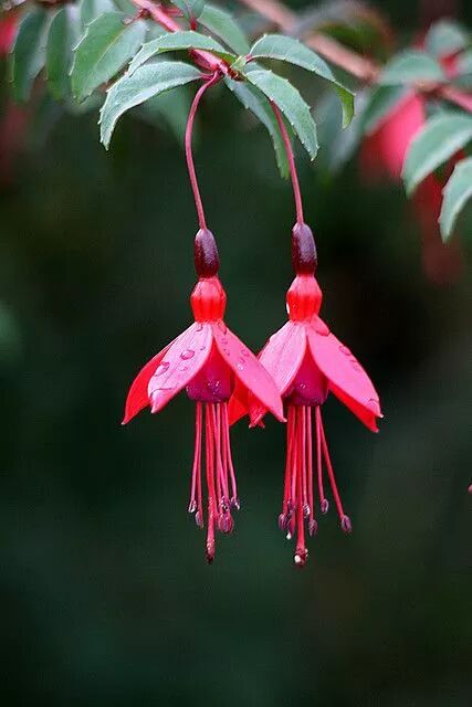 夫妻花夫妻花夫妻花夫妻花夫妻花夫妻花夫妻花