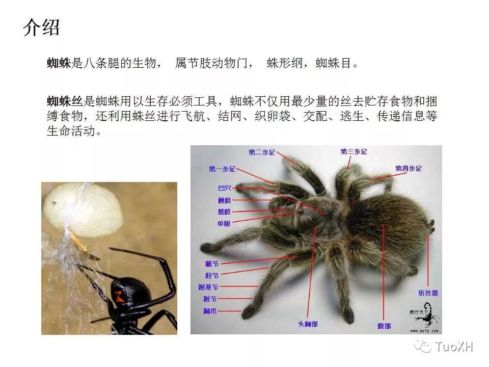 先进纤维蜘蛛丝 Tuoxh 微信公众号文章阅读 Wemp