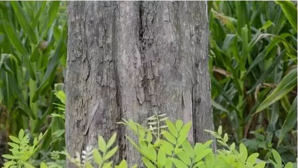 匆匆岁月，10年间红木行情对比…