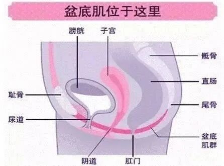剖腹产妈咪到底要不要做盆底康复？