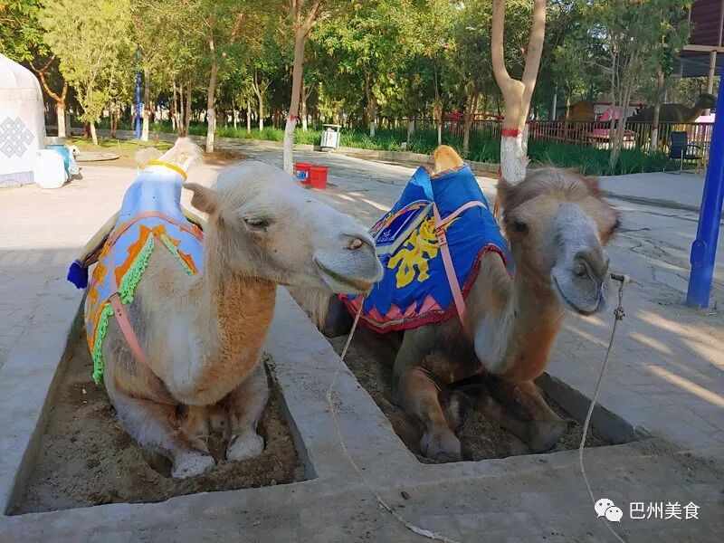 游乐园里都有啥项目_游乐场人坐在球里往上抛_游乐园里有什么游乐项目