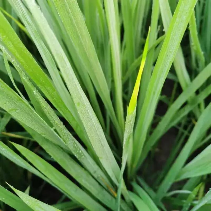 水稻干尖线虫病该如何防治