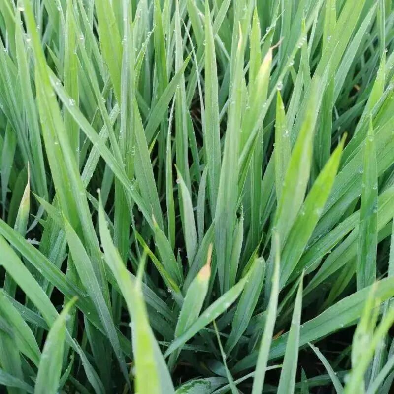 水稻干尖线虫病该如何防治