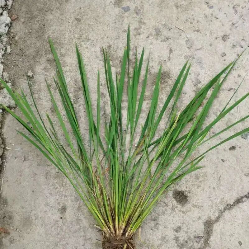 水稻干尖线虫病该如何防治