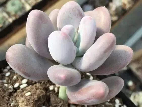 在水一方 美人相望 多肉冬美人诠释新形象 多肉小园 微信公众号文章阅读 Wemp