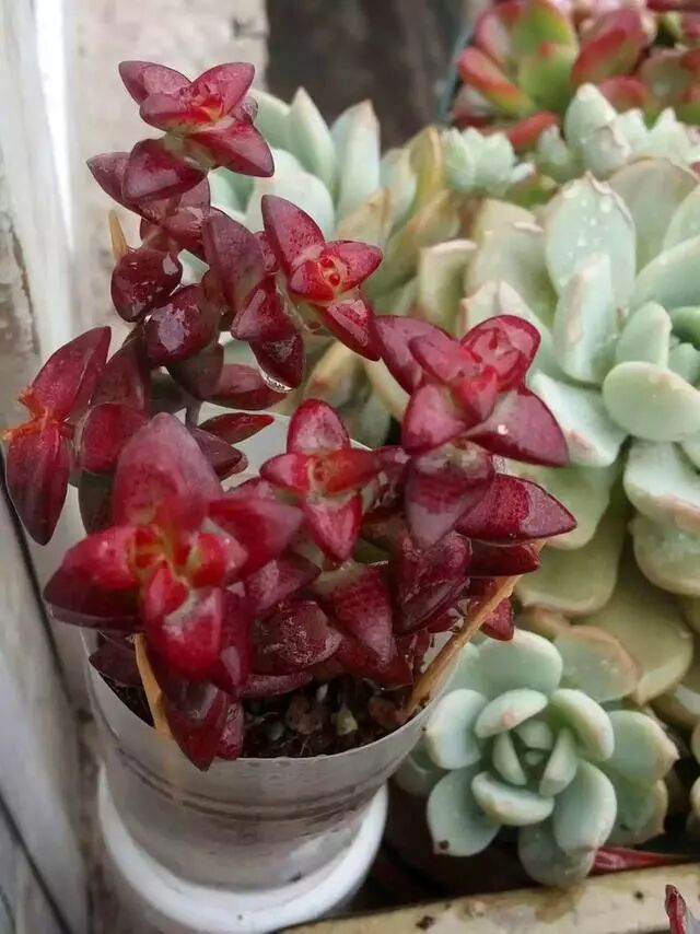 浇水的时候加点 这个 多肉上色快 多肉小园 微信公众号文章阅读 Wemp