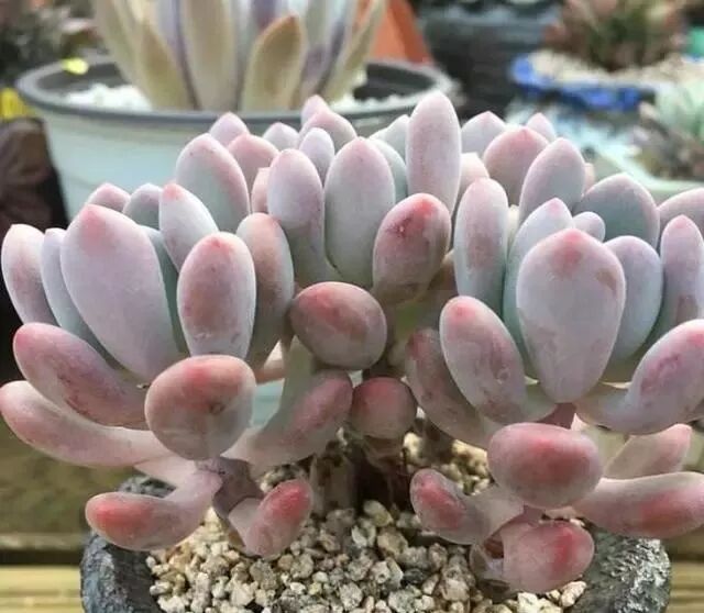像一把鹅卵石撰在手中 三招把多肉植物灯美人养到精致 多肉小园 微信公众号文章阅读 Wemp