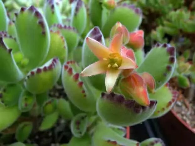 多肉植物里的 熊出没 爆款多肉之熊童子 多肉小园 微信公众号文章阅读 Wemp