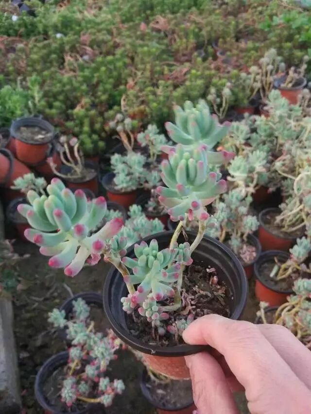 多肉徒长有5个 好处 现在知道还不晚 多肉小园 微信公众号文章阅读 Wemp