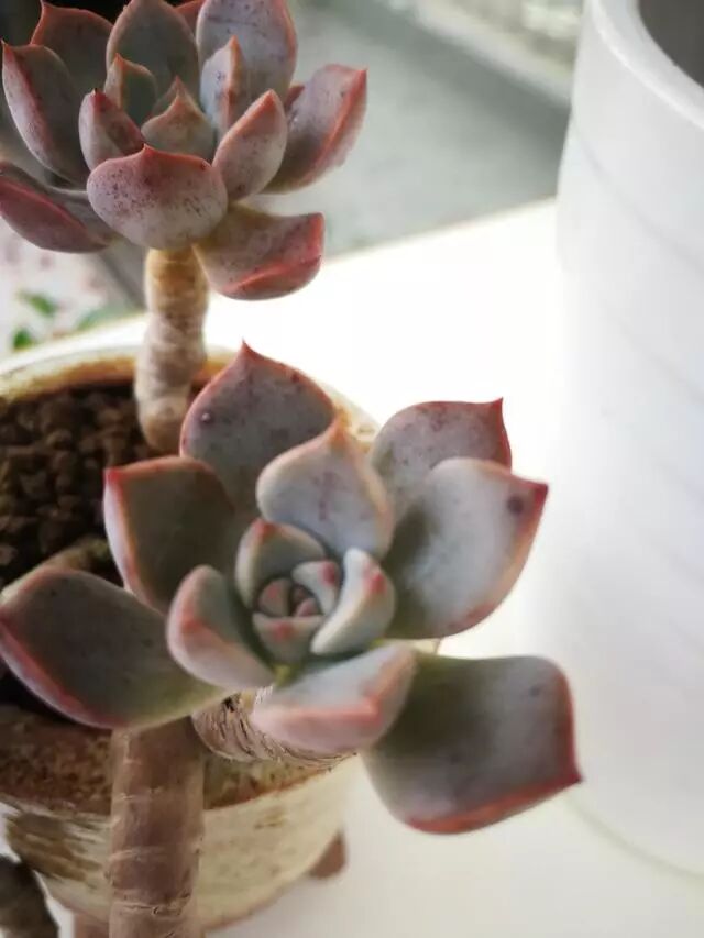 多肉叶片掉了怎么办 随手丢在土里没管 竟然发芽了 多肉小园 微信公众号文章阅读 Wemp
