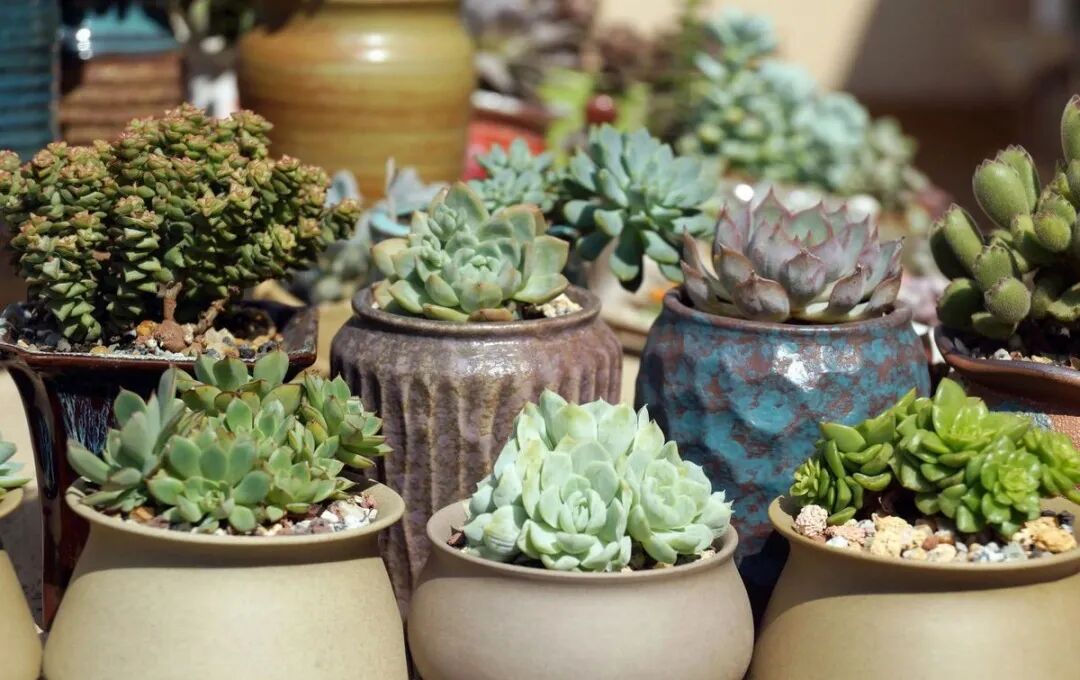 立秋了 露养多肉 先做做攻略吧 可以少让肉肉受损 迷上多肉 微信公众号文章 微小领