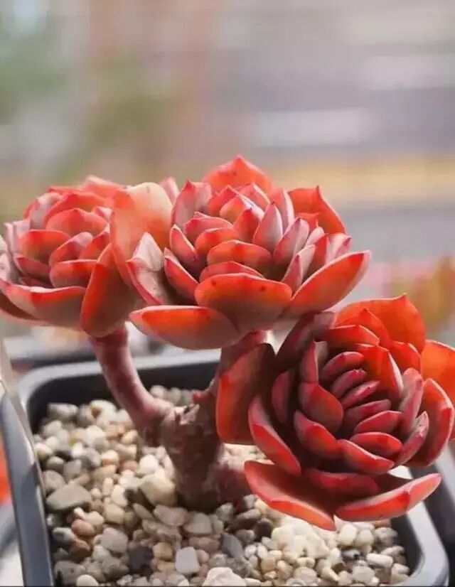 十月多肉植物养护要点 多肉变美最重要的一个月 多肉小园 微信公众号文章阅读 Wemp