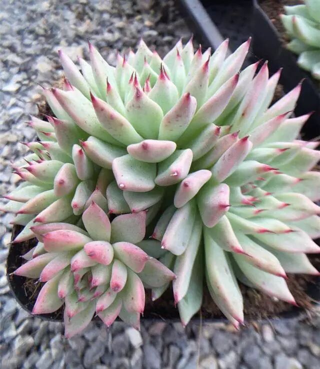 多肉施肥有法可依 让深秋的多肉更水嫩 多肉小园 微信公众号文章阅读 Wemp