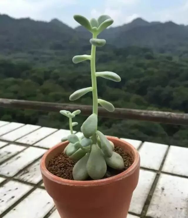 多肉植物徒长怎解决易徒长品种 理由 办法全在这了 多肉小园 微信公众号文章阅读 Wemp