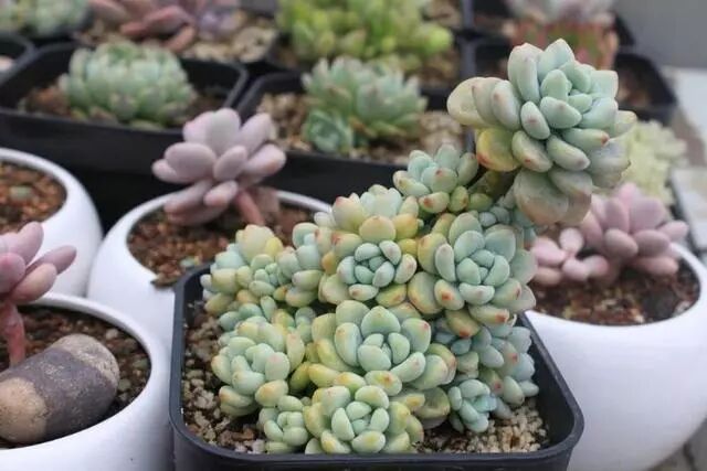 徒长多肉植物变身粗杆子老桩 怎么做到的 多肉小园 微信公众号文章阅读 Wemp