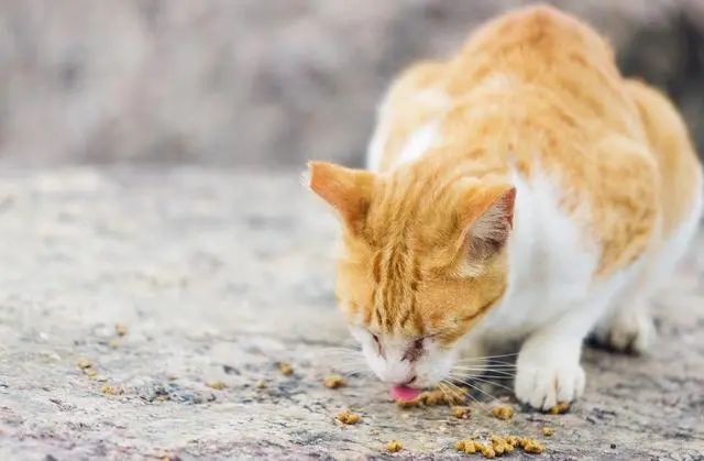 我喂养一年的流浪猫 给我介绍了个女朋友 千里姻缘一猫牵 动物世界微信公众号文章