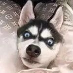 哈士奇太闹，结果网友骑车时这样带着它，笑喷