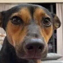 黑脸狗被领养变黄色！不准家人说它坏话：大型诈骗集团