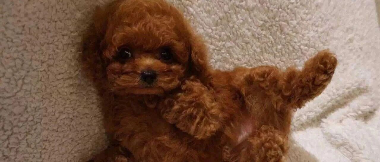 狗咬坏拖鞋，主人一怒之下，剪坏它心爱的玩具，狗子的眼神亮了