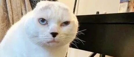 嫌小猫长得丑，随手扔进收容所，工作人员看到猫模样，都呆住了！