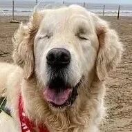 可怜狗狗因眼疾失明，主人找来另一只狗狗帮忙，主动叼绳，充当导盲犬