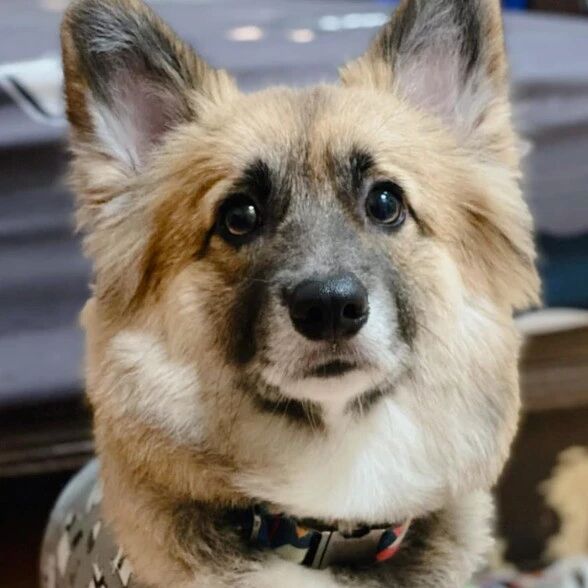 养了只黑色的柯基，一年后却成了“狐狸”，用漂白粉洗的?