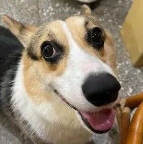 从小被柯基压着打！小金毛长大，地位大逆袭，妈笑：风水轮流转