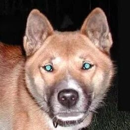 以为歌唱犬灭绝，但又找到相似野狗！这种狗狗的叫声极其特别