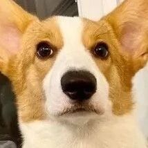 谁乱尿尿！柯基一个眼神出卖弟弟，海豹汪耳朵太诚实