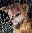 小柴掉进水沟，头破大洞不敢叫！整块肉被削掉，获救眯眼讨摸摸