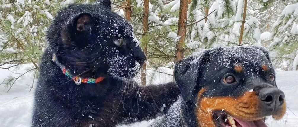 小猫主动求收养，妹子越养越不对劲……兽医：这可不是普通猫！