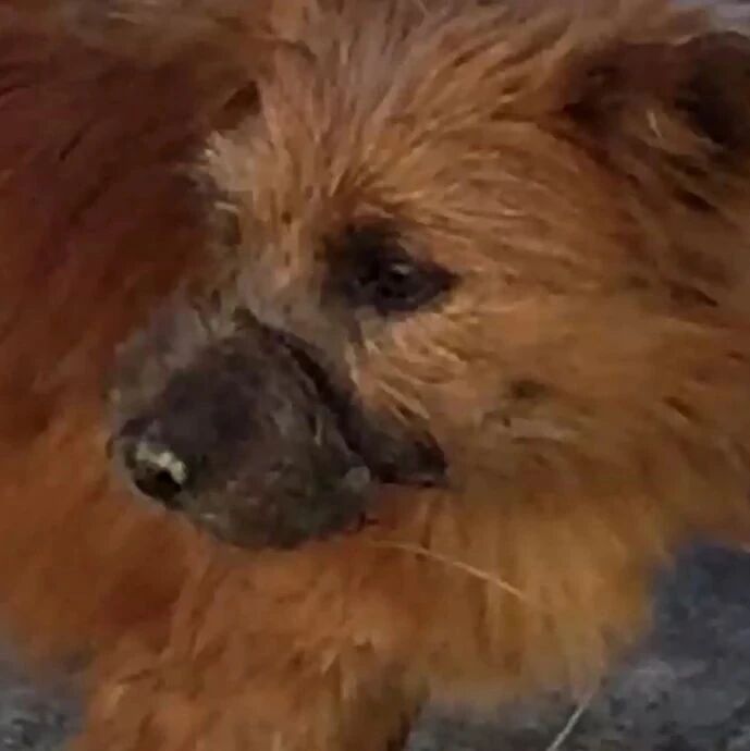 狗狗太吵遭人讨厌，被人用钓鱼线绑住嘴，导致嘴巴瘫痪无法张口