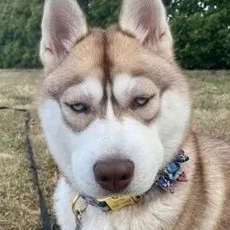 哈士奇玩蜜蜂，肿成猪头超怨念！医生打针拍照留念