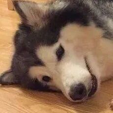 阿拉斯加临产，拖着主人不让上班，4个小时后给主人大惊喜