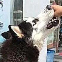 狗狗寄养在父亲家，邻居打电话说要被杀了，看到照片后，笑翻了