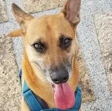 黑轮汪进小吃店“看懂墙上16字”，藏不住笑容撒娇：我要吃