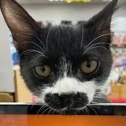 初次见面不到3分钟！胡子胖喵紧黏雪貂，头靠头睡着，画面萌翻