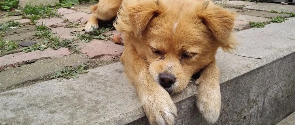 都说爱笑的狗运气不会太差，但它却惨遭3次退养，理由却如此荒诞