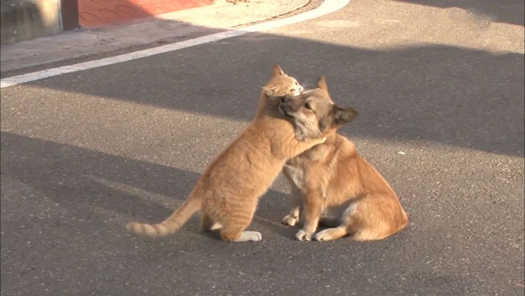 流浪狗回回挖土救猫咪