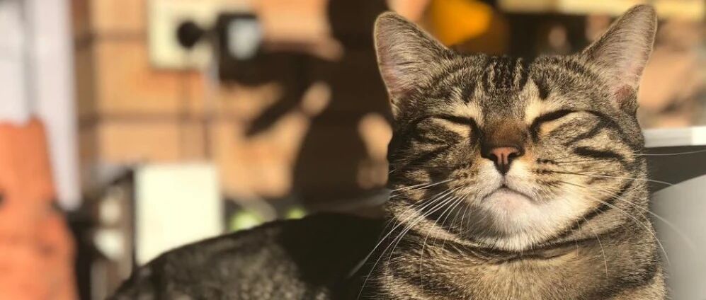 猫咪得知主人怀孕之后，每晚都到处寻摸柔软的衣物为她搭建产房...