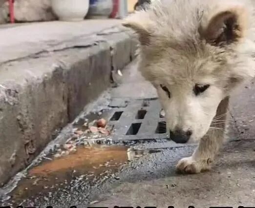 狗狗因“呕吐”被赶出家门，忠诚没换来照顾，它的眼里只剩绝望