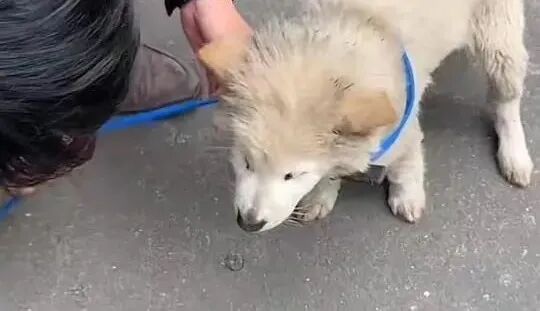 狗狗因“呕吐”被赶出家门，忠诚没换来照顾，它的眼里只剩绝望