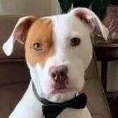 比特犬太调皮，遭5个家庭退养，检查后发现前主人全都误会了！