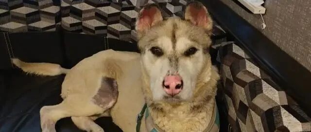 大火令二哈和主人失散，再见面时，狗已面目全非，主人凭一个行为认出